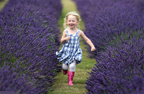 Lãng mạn mùa hoa oải hương nước Anh